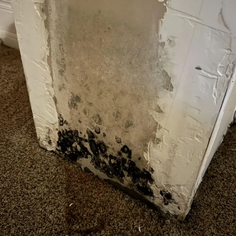Professional Mold Removal in Hardin County, IL